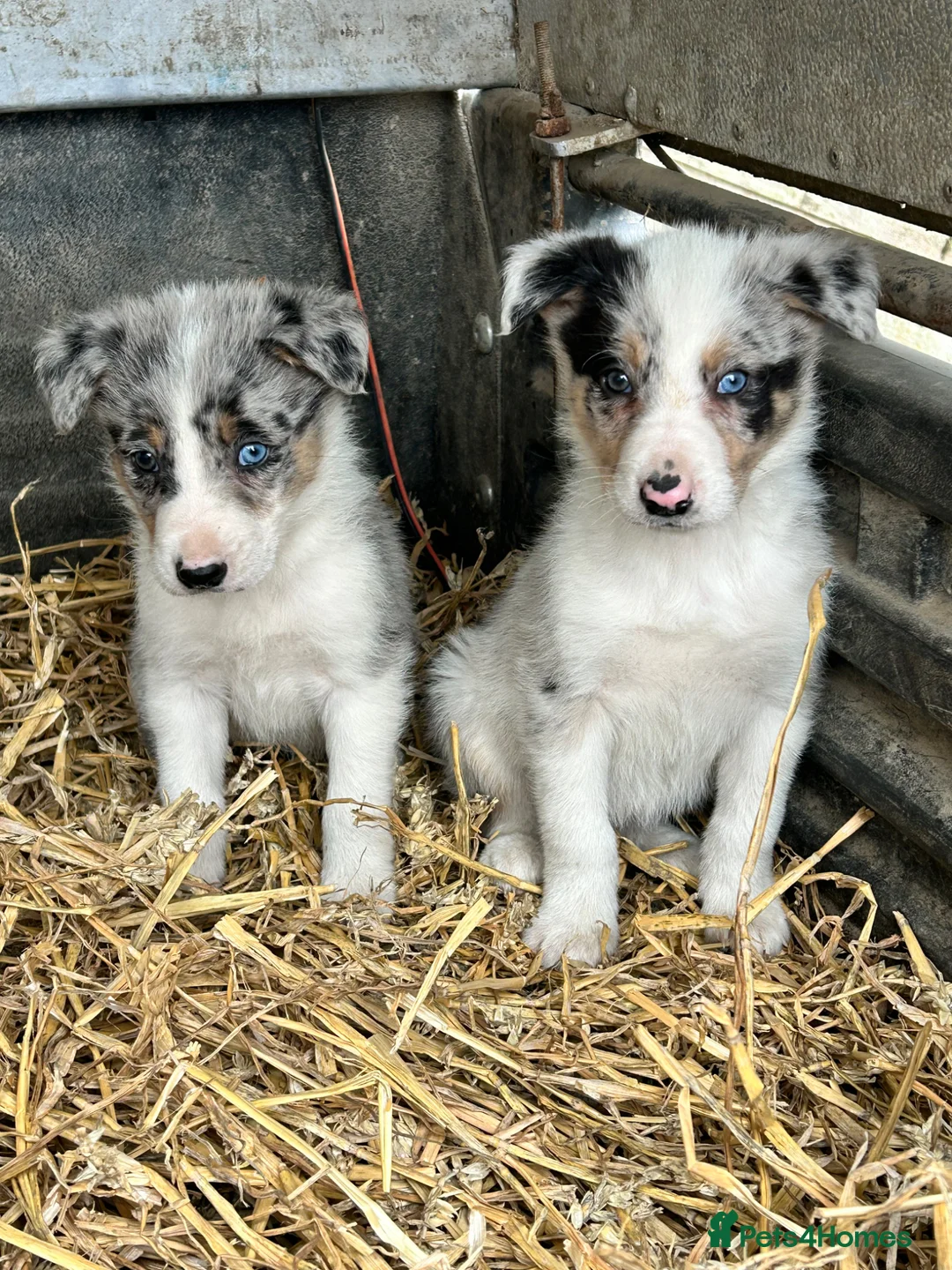 Border Collie dogs for sale: 4 beautiful border collie pups  - Advert 2