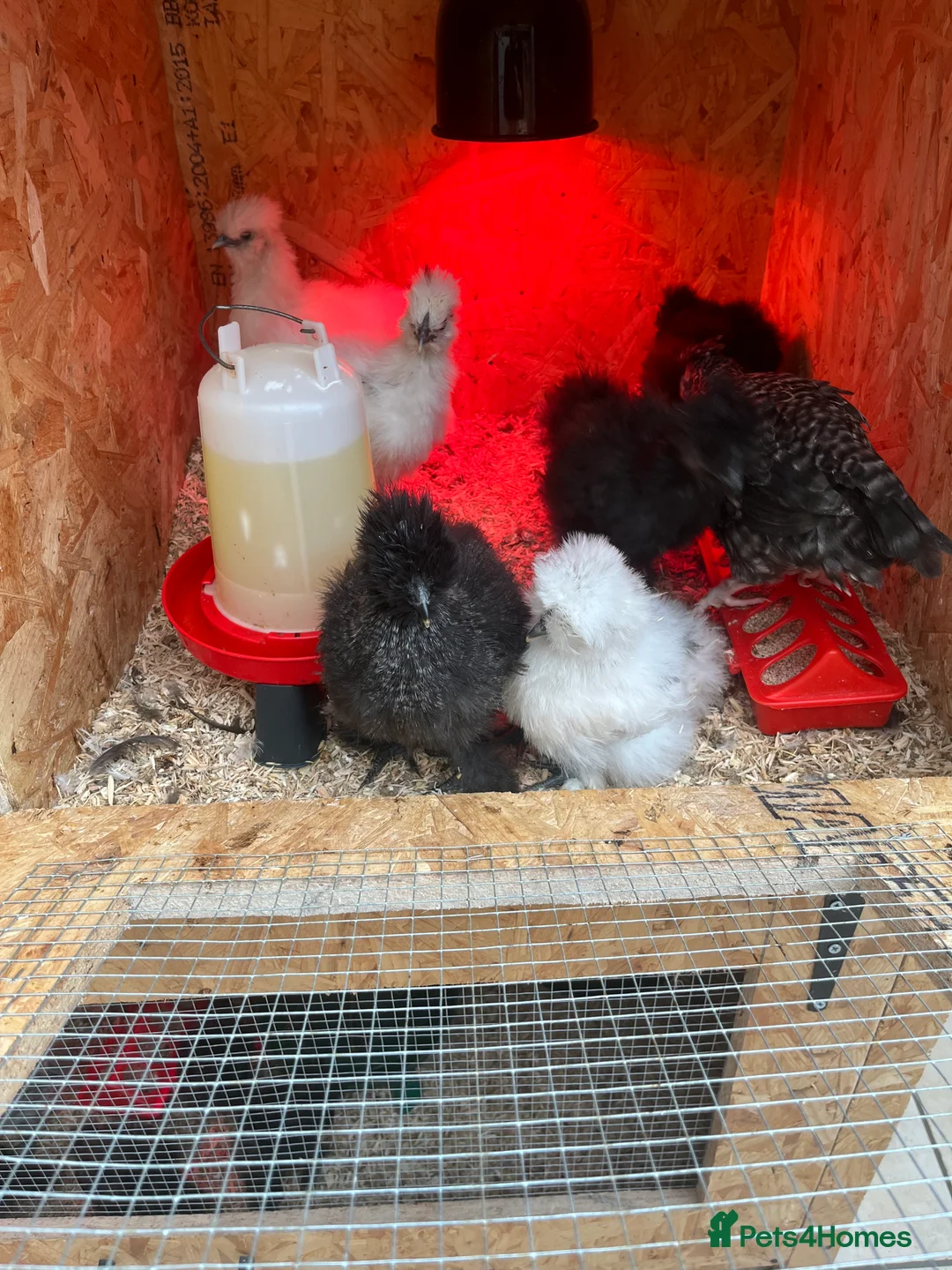 Chickens poultry for sale: Chicks, pullets, cockerels  - Advert 8