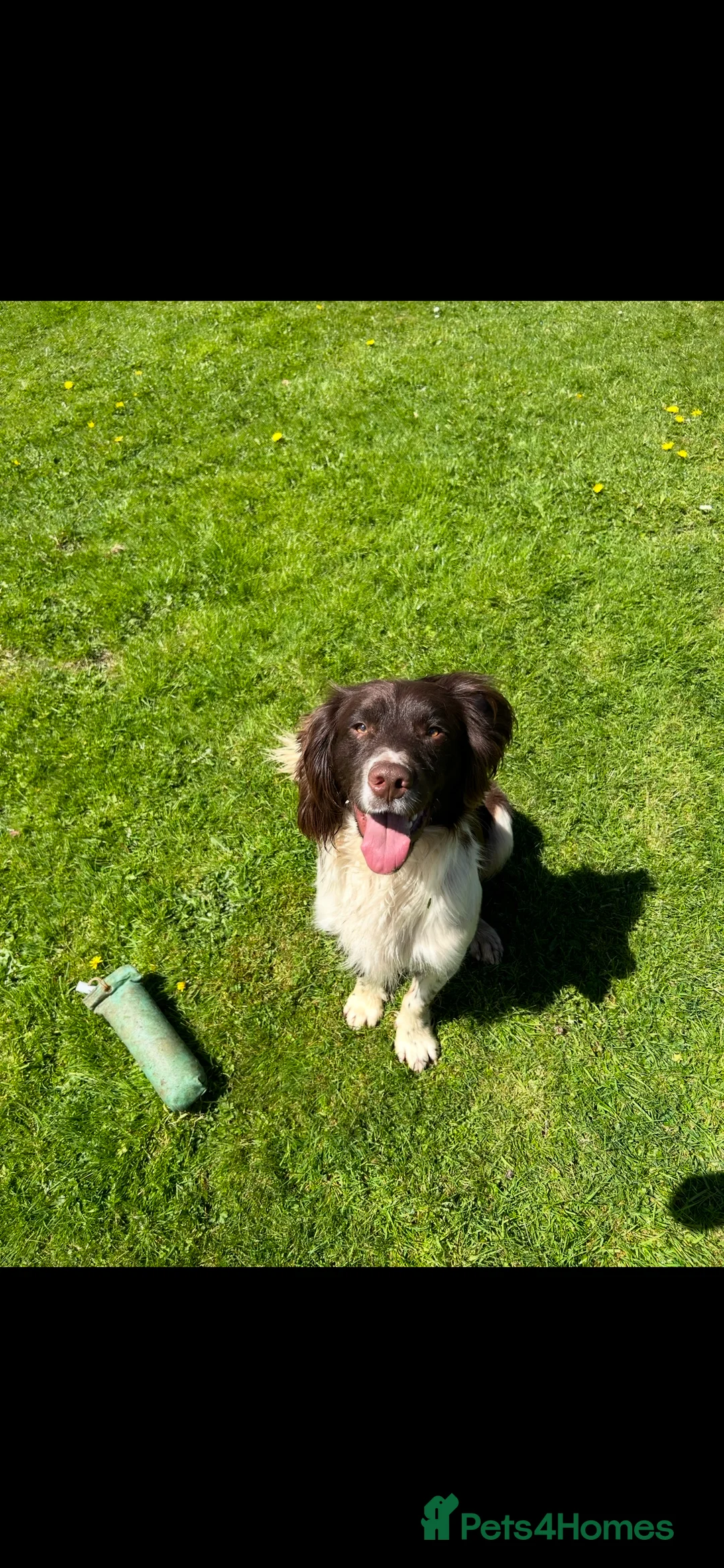 English Springer Spaniel dogs for sale: Working dog looking for active / pet home  - Advert 2