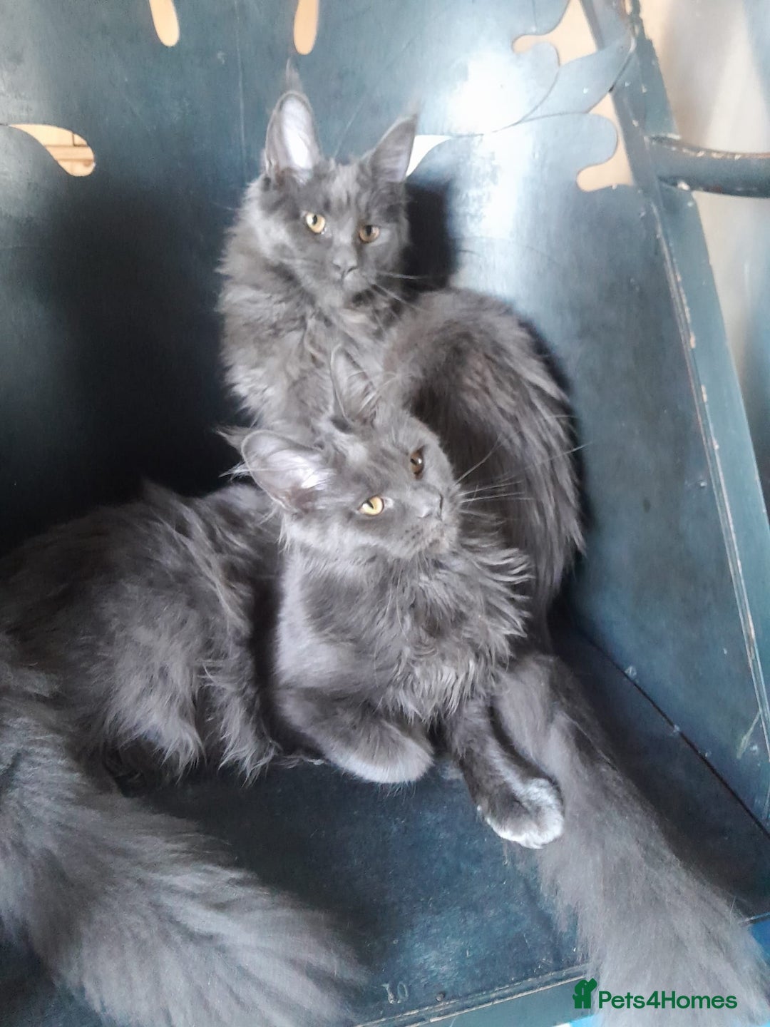 Maine Coon cats for sale: 2 solid blue MaineCoon girls TICA - Advert 13