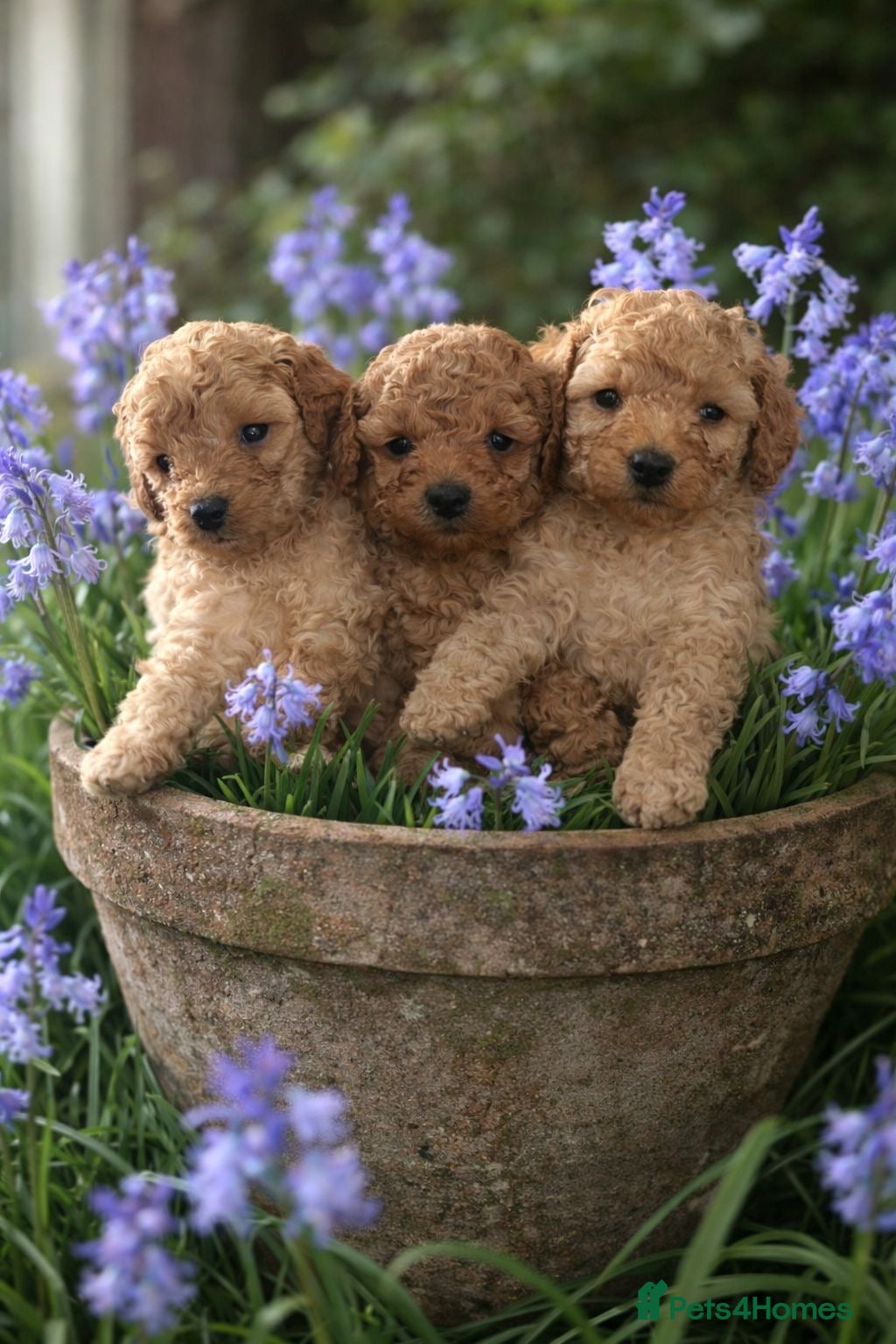 Toy Poodle dogs Stunning & outstanding KC reg toy poodles  - Advert 1