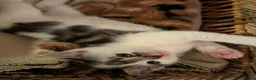 Mixed Breed cats for sale: Kittens from loving country cottage home - Advert 2