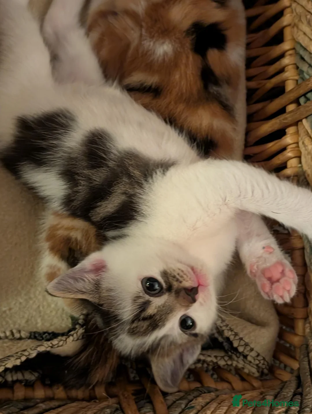 Mixed Breed cats for sale: Kittens from loving country cottage home - Advert 2