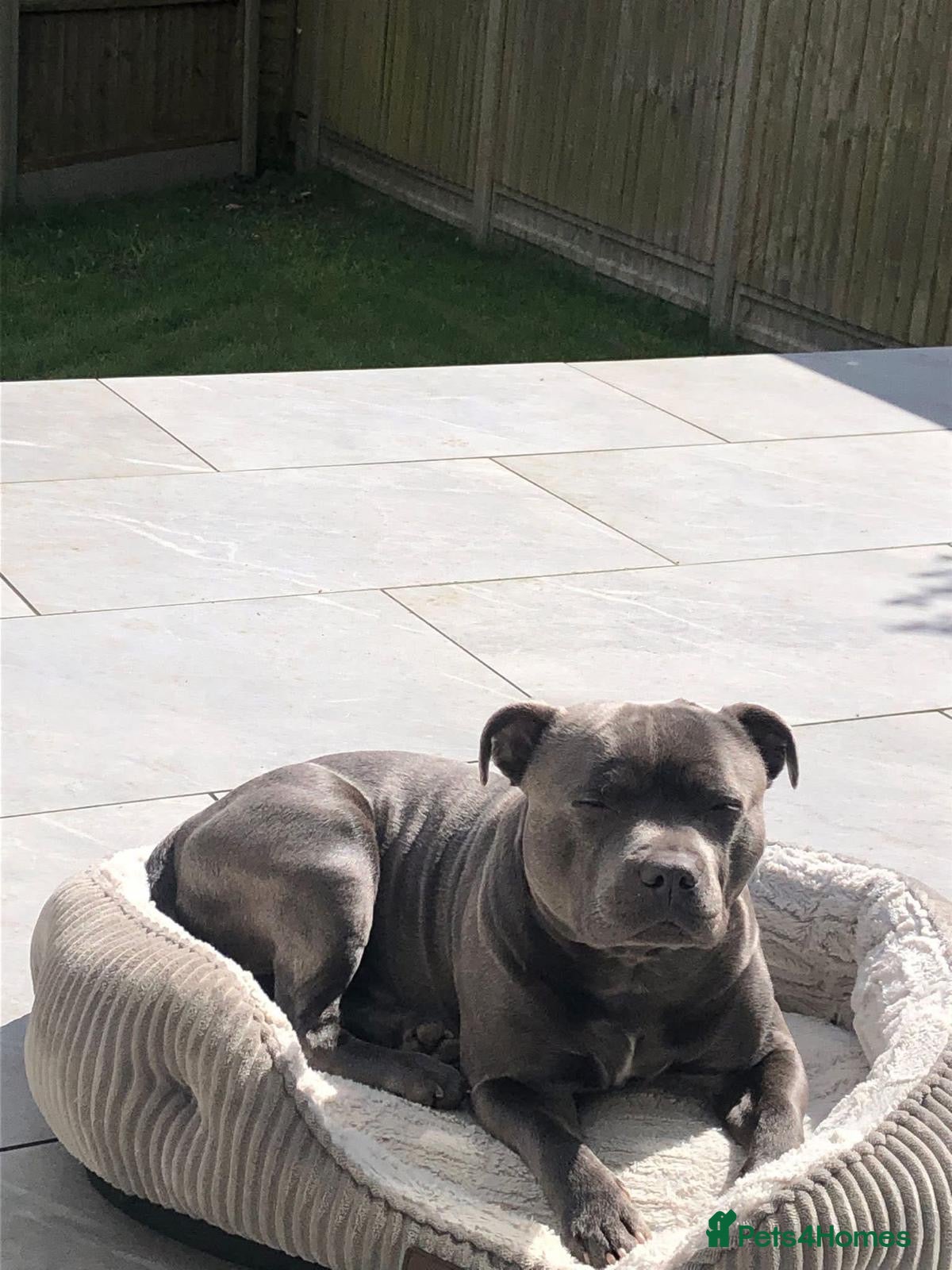 Staffordshire Bull Terrier dogs for sale: KC Registered Blue & Lilac Staffy Puppies 🐾 - Advert 4