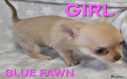 Chihuahua dogs for sale: KC Registered Puppies - Image 6