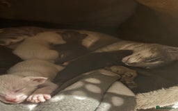 Oriental cats for sale: Pure breed Oriental kittens  - Image 8