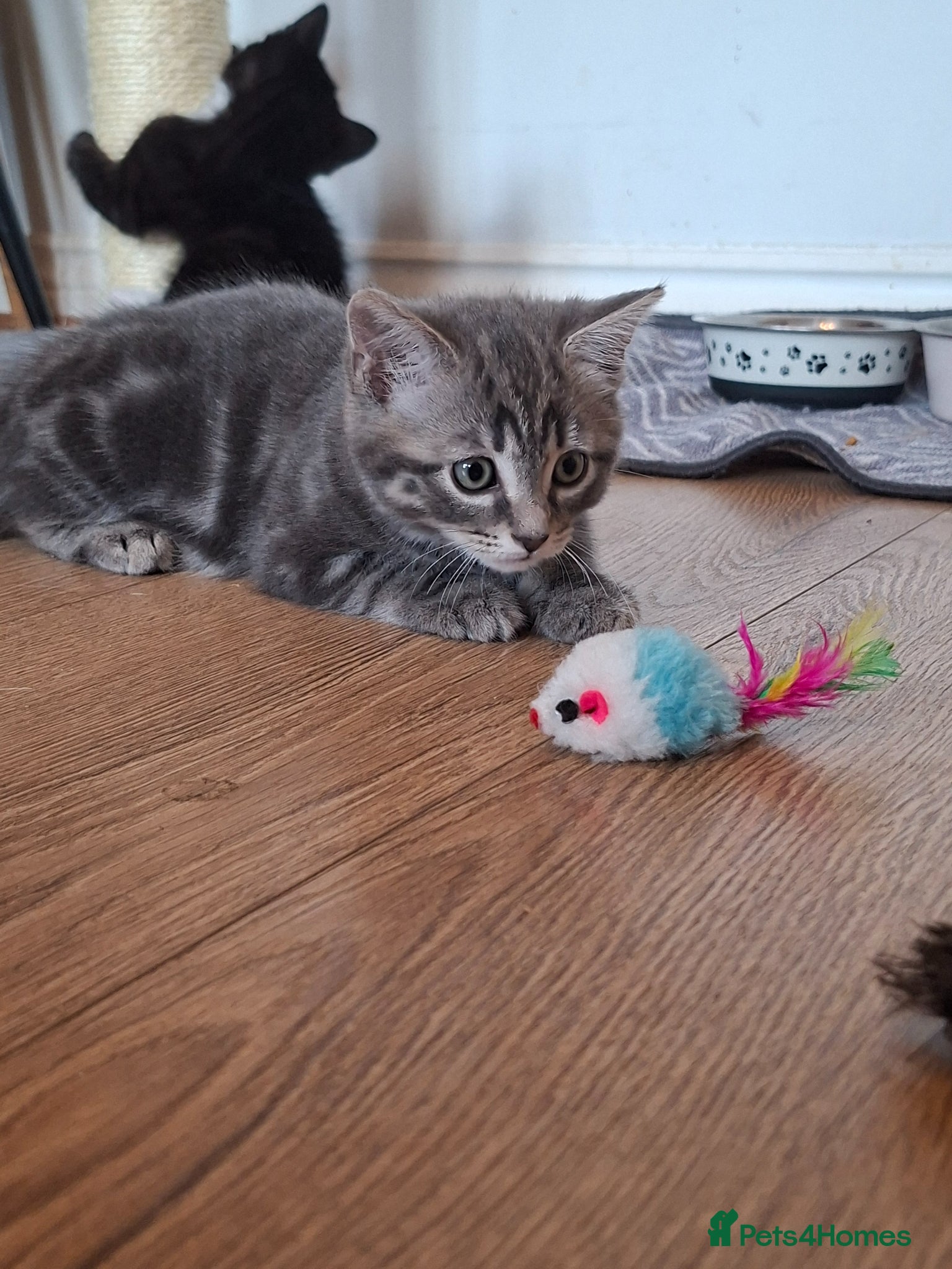 Mixed Breed cats Ready to go  - Advert 3