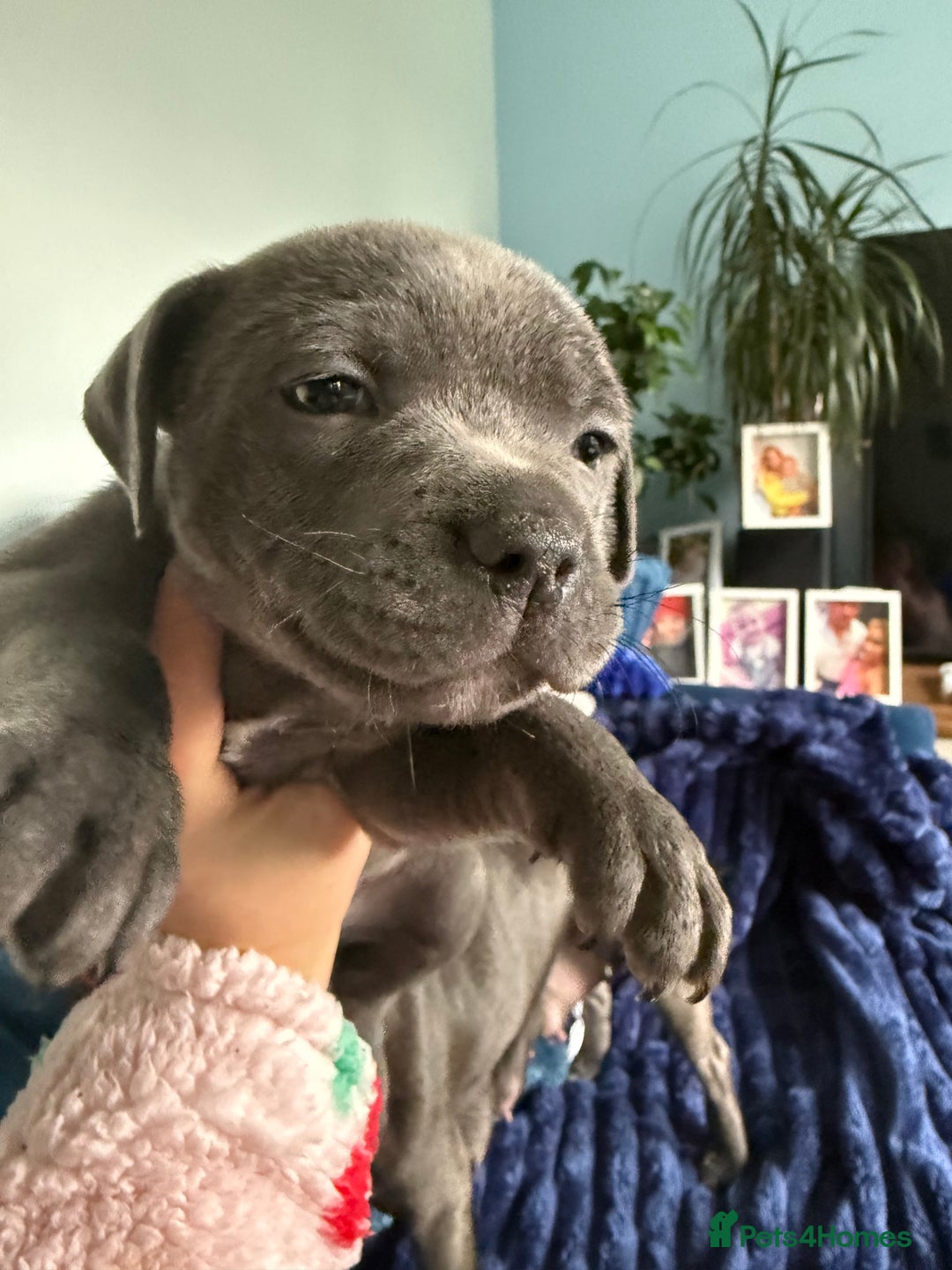 Staffordshire Bull Terrier dogs for sale: KC Registered Exceptional Blue Staffies - Advert 17