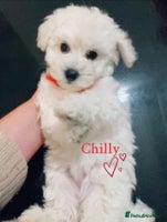 Maltipoo dogs Beautiful Maltipoo girls ready to go - Advert 14