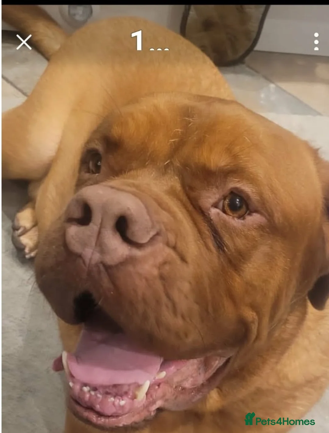 Mixed Breed dogs for sale: Cute dogue de bordeuax cross male boy  - Advert 5