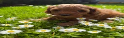 Cockapoo dogs for sale: Wonderful healthy puppies can go to new homes  - Advert 29