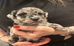 Maltipoo dogs for sale: Maltipoo rare merle colours  - Image 6