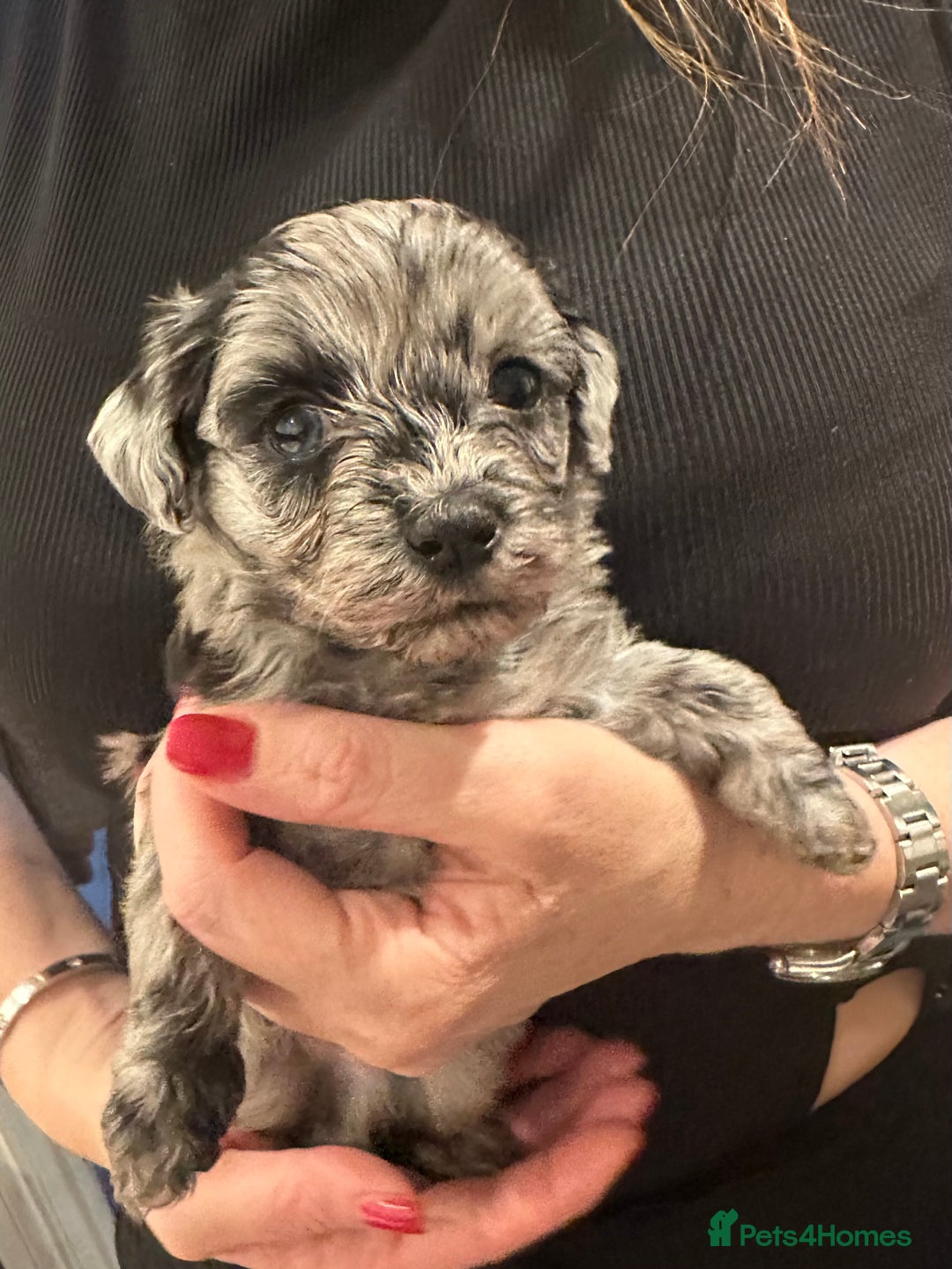 Maltipoo dogs for sale: Maltipoo rare merle colours  - Image 6