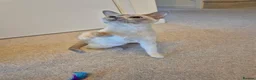 Burmese cats for sale: Beautiful Pedigree Lilac Tortie Burmese Kitten - Advert 7