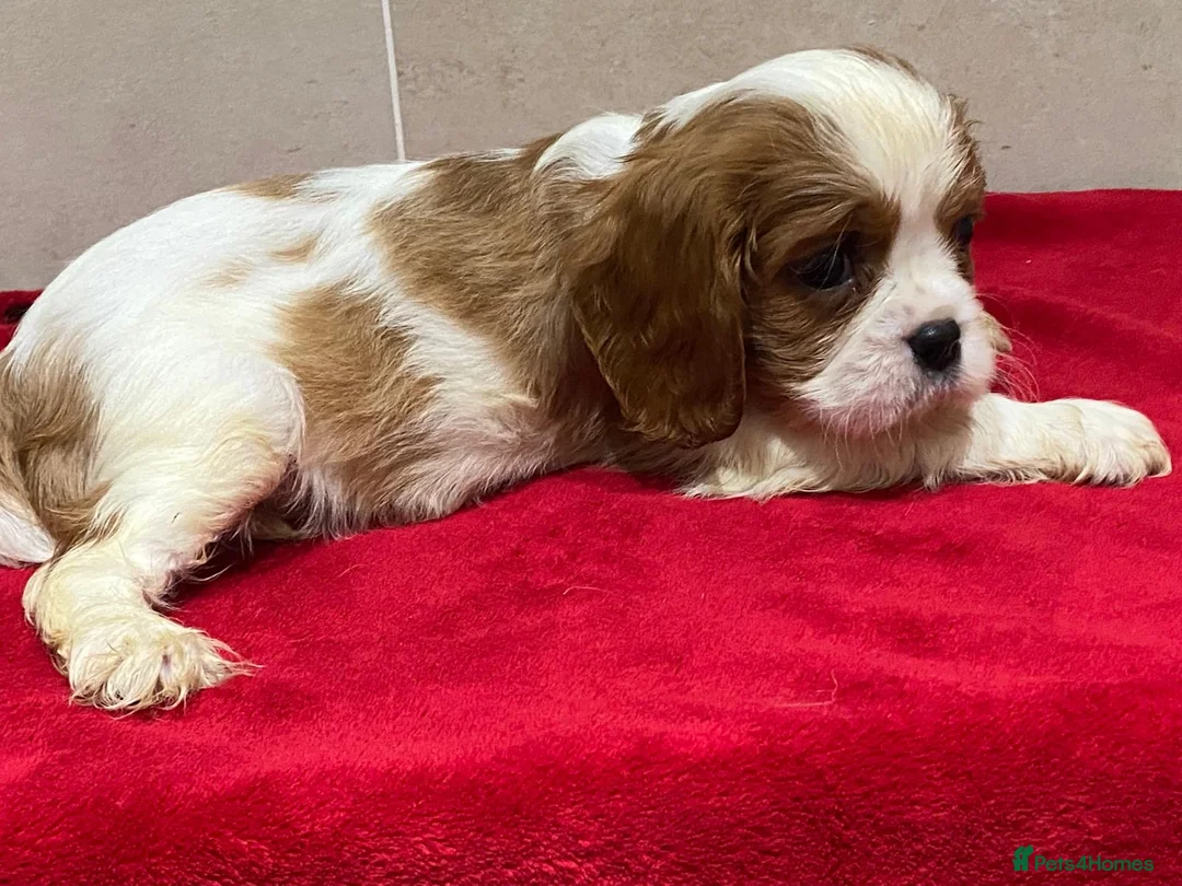 Cavalier King Charles Spaniel dogs for sale: Pedigree Cavalier King Charles puppies - Advert 8