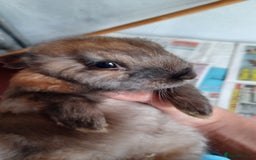 Lionhead rabbits for sale: 2 cute lionhead rabbits come with cage and food - Image 12