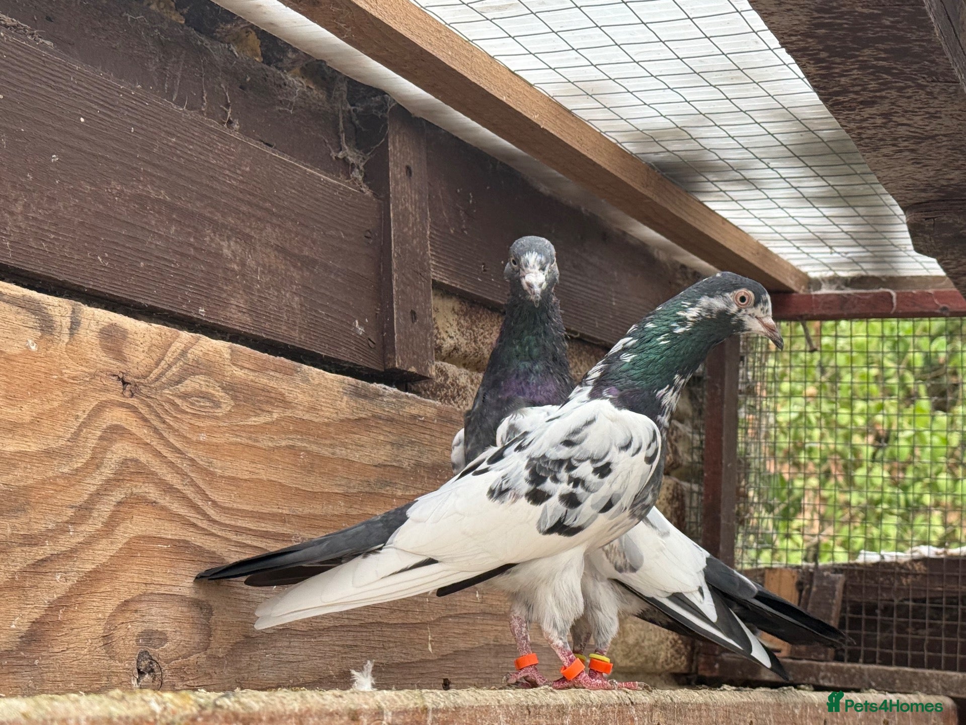 Pigeons birds Pakistani high flyers for sale  - Advert 20