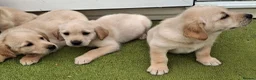 Goldador dogs for sale: Goldador Puppies  - Advert 9