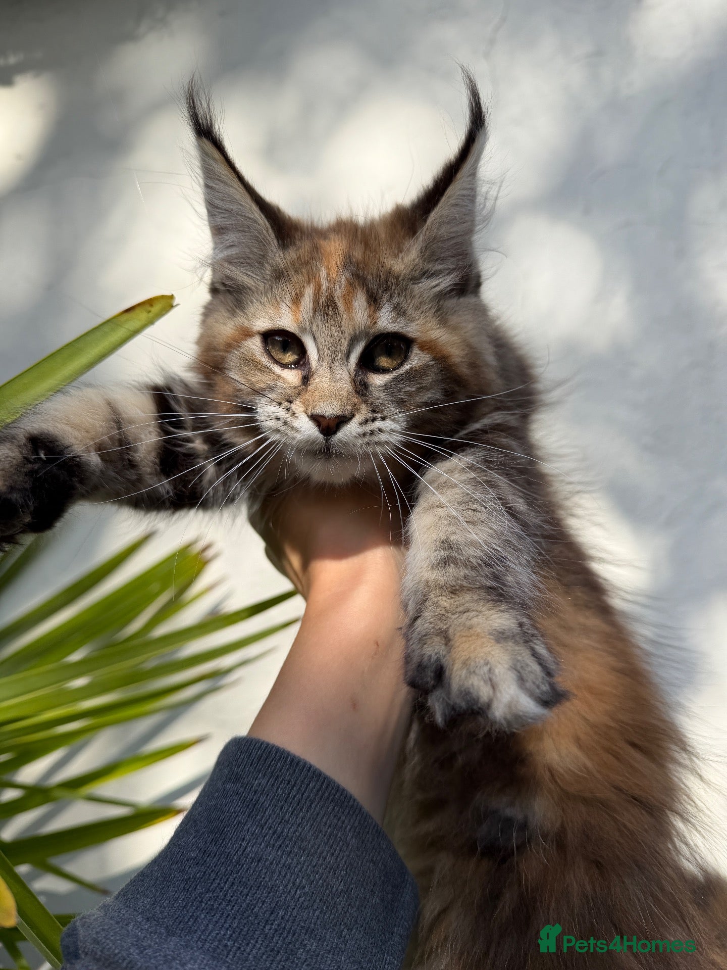 Maine Coon cats Rare Torbie Maine Coon Girls • TICA Registered - Advert 2