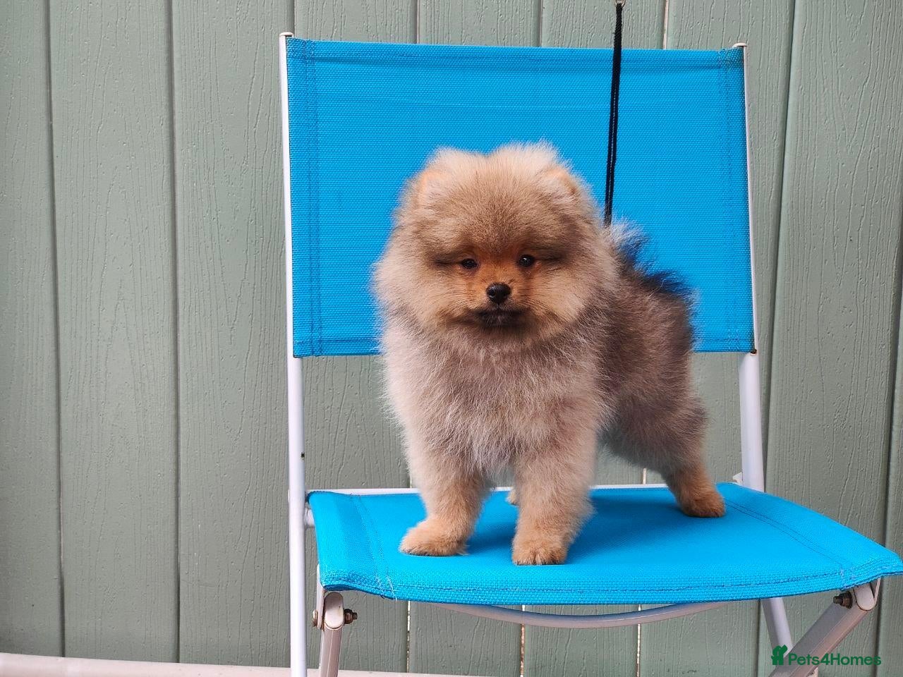 Pomeranian dogs Adorable Pomeranian Puppy boy for Sale. - Advert 1
