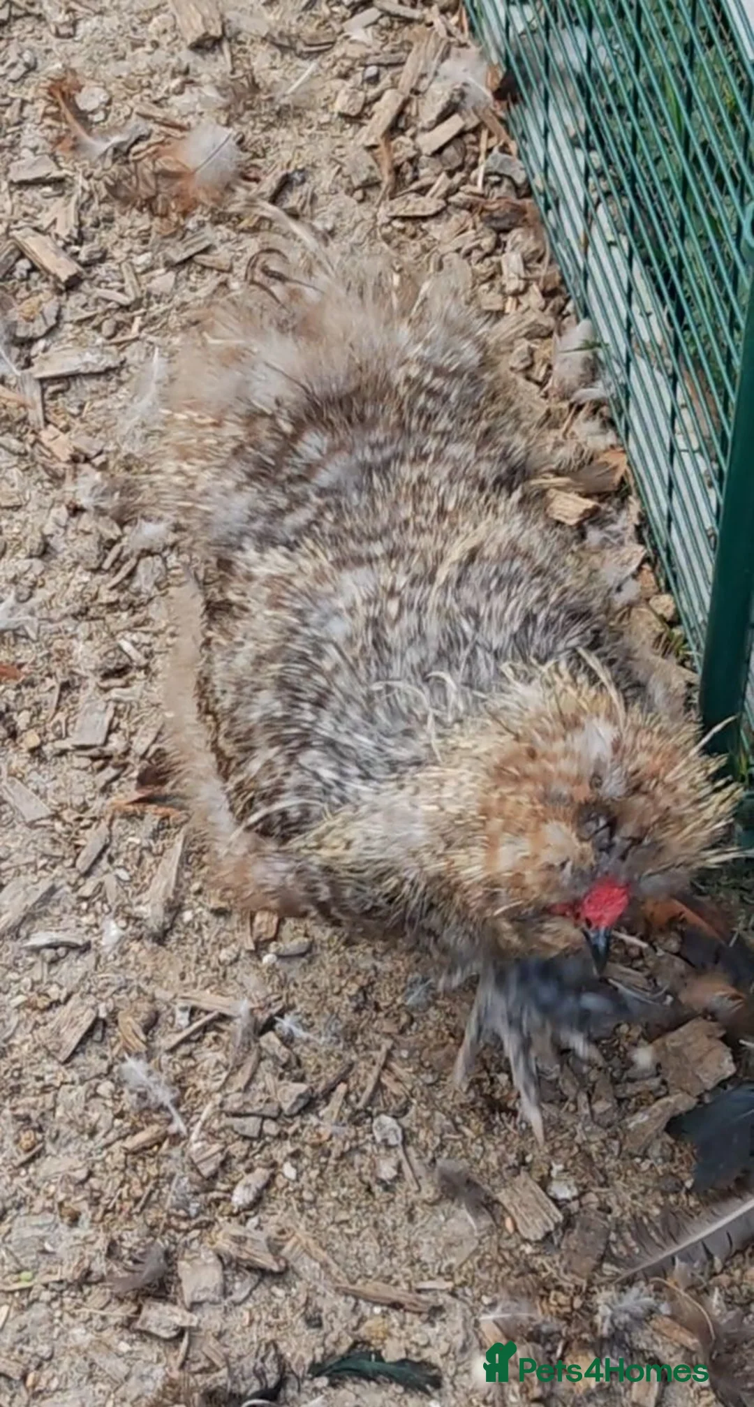 Chickens poultry for sale: Cockerels - Copper Maran, Olive eggers and Silkies - Advert 4