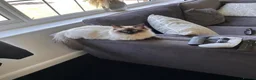 Ragdoll cats for sale: 🐾 Beautiful Ragdoll Cats  🐾 - Advert 2