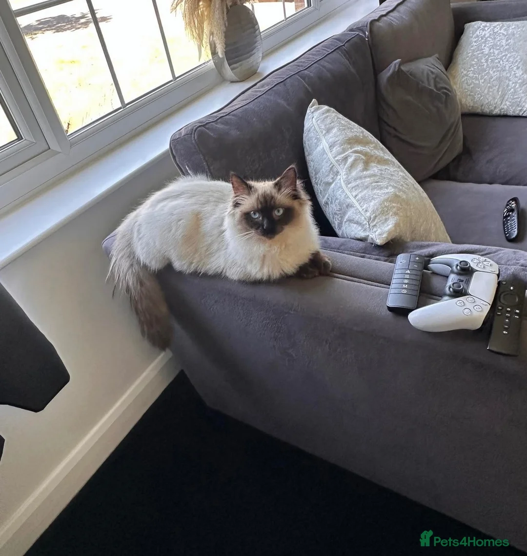 Ragdoll cats for sale: 🐾 Beautiful Ragdoll Cats  🐾 - Advert 2