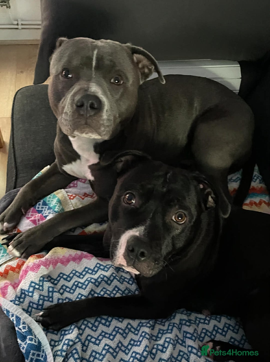 Staffordshire Bull Terrier dogs for stud: Staffordshire Stud - Advert 6