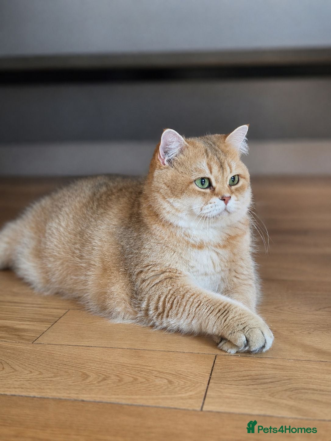 British Shorthair cats Sahara – Black Golden Tipped British Shorthair  - Advert 1