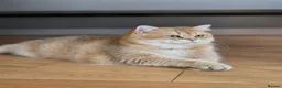 British Shorthair cats for sale: Sahara – Black Golden Tipped British Shorthair  - Advert 1