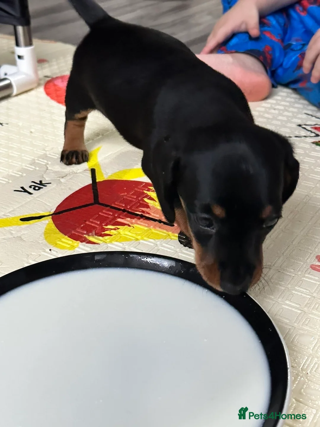 Miniature Dachshund dogs for sale: Smooth-haired miniature Daschunds  - Advert 3