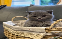 British Shorthair cats for sale: Two beautiful and lovely girls - Image 6