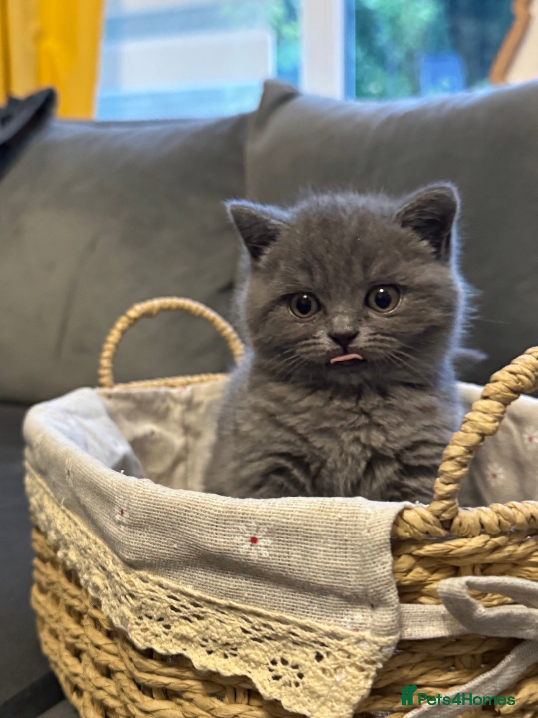British Shorthair cats for sale: Two beautiful and lovely girls - Image 6