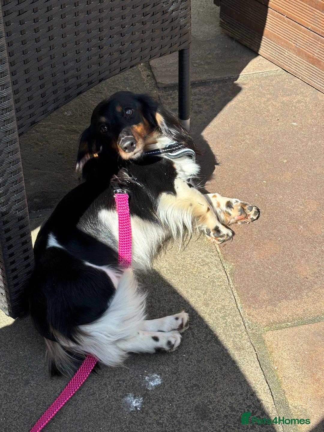 Dachshund dogs for sale: Tiny long haired piebald dachshunds for sale ! - Image 29