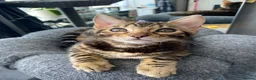Bengal cats for sale: One Little Princesses - Advert 10