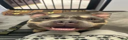 American Bully dogs for stud: Hulk micro bully for stud  - Advert 4