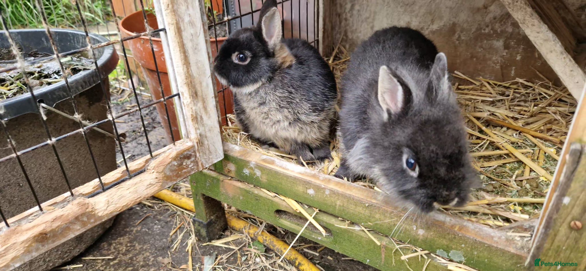 Mixed Breed rabbits Small, cute, soft, friendly bonded bunny brothers  - Advert 1