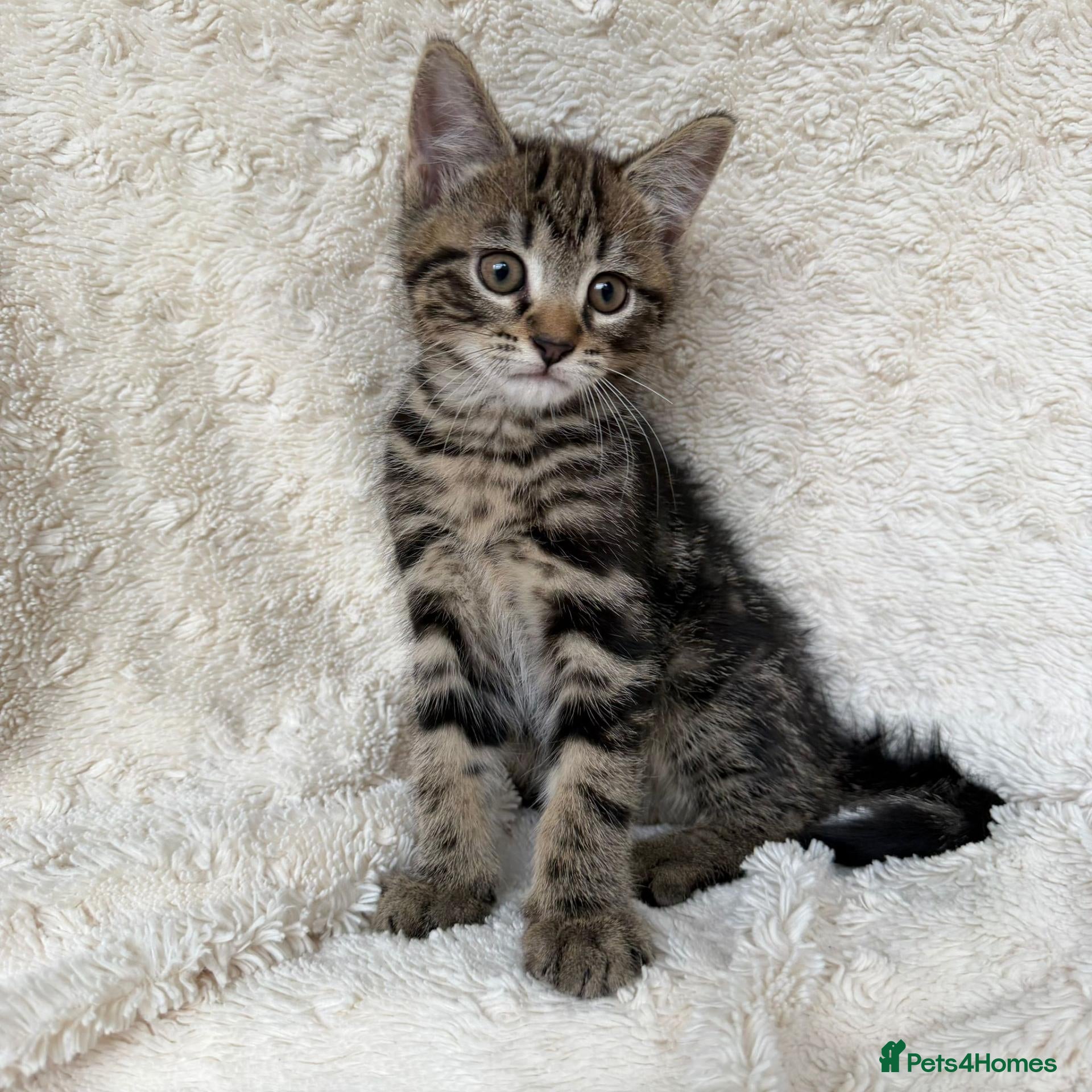 Mixed Breed cats Only Boy 2 Left : Gorgeous home reared kittens  - Advert 16