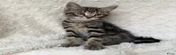 Mixed Breed cats for sale: Gorgeous home reared kittens  - Advert 21