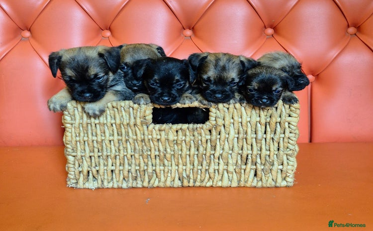 Border Terrier dogs - Advert 2