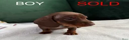 Dachshund dogs for sale: Beautiful miniature Dachshund puppies - Advert 3