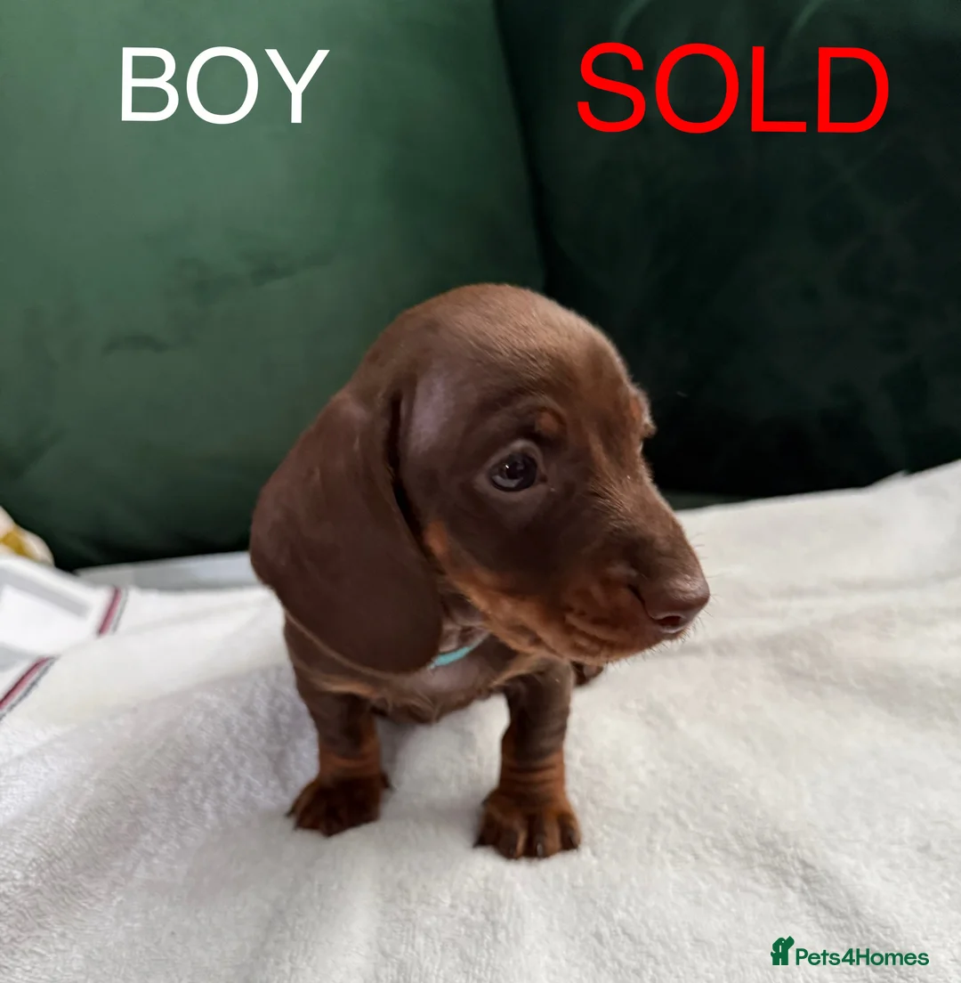 Dachshund dogs for sale: Beautiful miniature Dachshund puppies - Advert 3