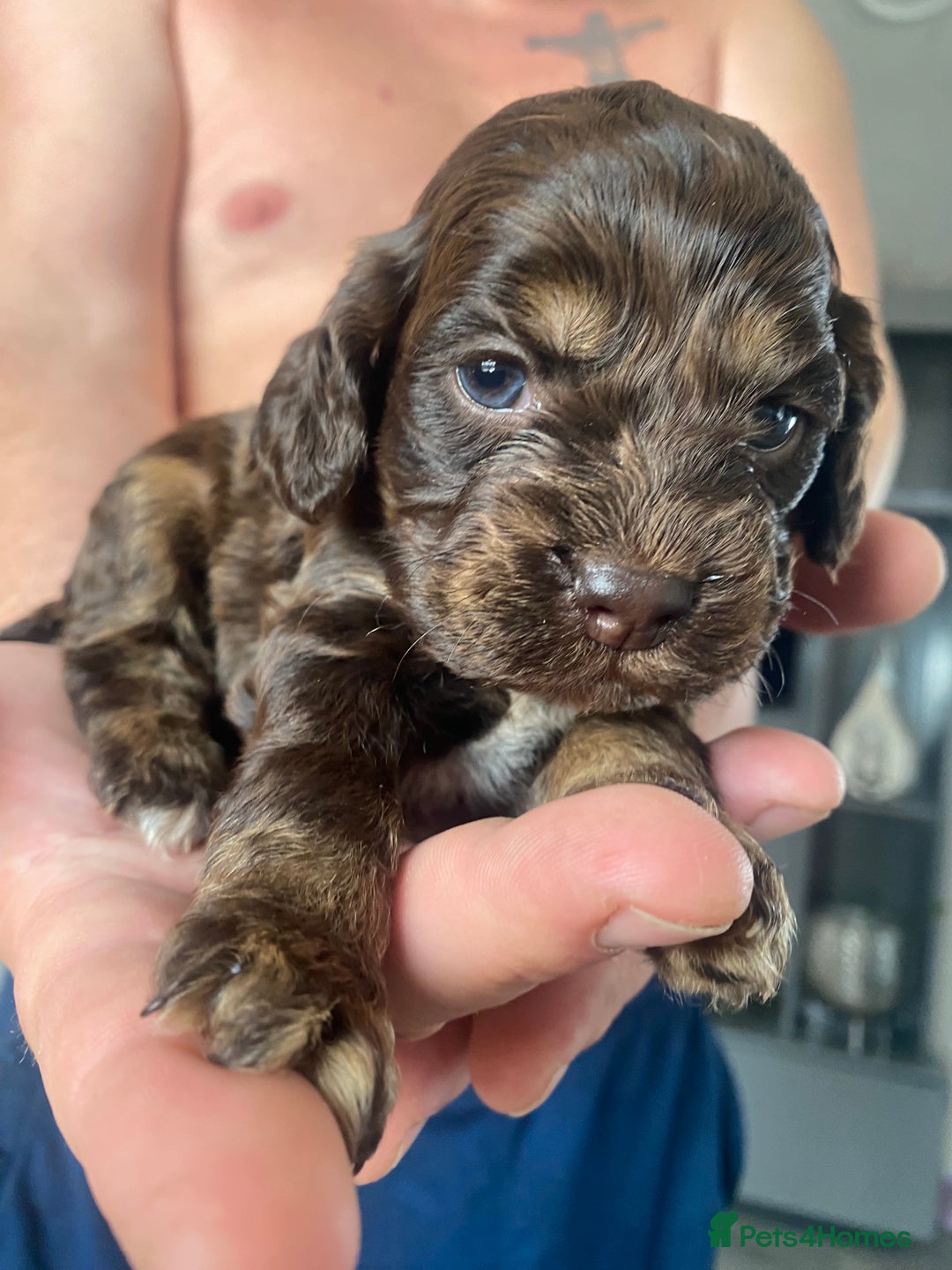 Cockapoo dogs for sale: American cockapoos - Image 3