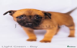 Belgian Shepherd Dog dogs for sale: Belgian malinois puppies - Image 4