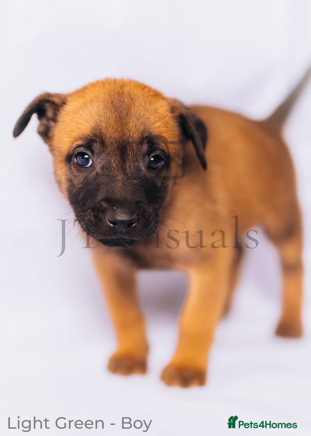 Belgian Shepherd Dog dogs for sale: Belgian malinois puppies - Image 4