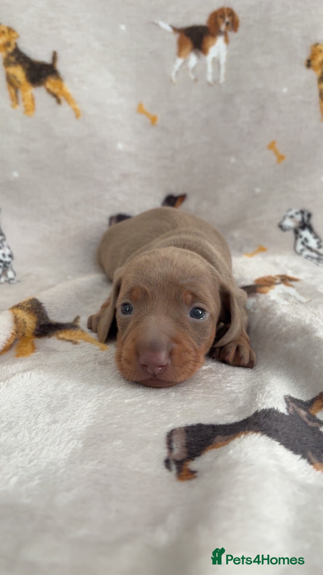 Miniature Dachshund dogs for sale: Miniature dachshund For sale  - Advert 6