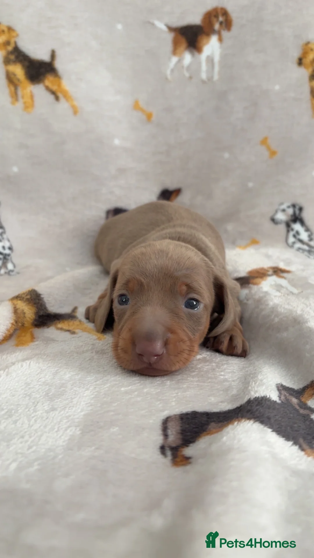 Miniature Dachshund dogs for sale: Miniature dachshund For sale  - Advert 6