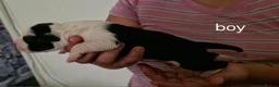 Staffordshire Bull Terrier dogs for sale: Adorable Puppies Staffordshire Bull Terrier - Advert 6