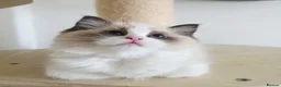 Ragdoll cats for sale: 💓Girl & boy 🩵🏆European Champion lines 💫Tica - Advert 8