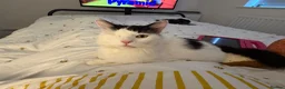 Domestic Shorthair cats for sale: One eyed boy  in Wellingborough - Advert 1